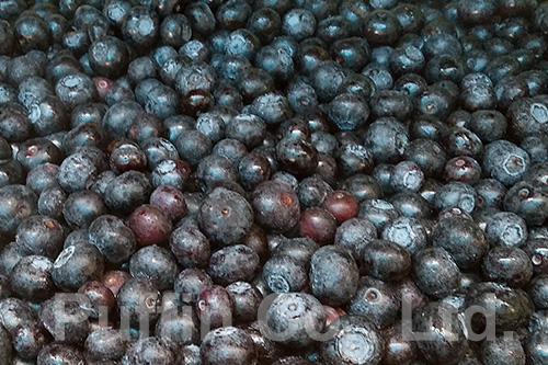 Cultivate Blueberry